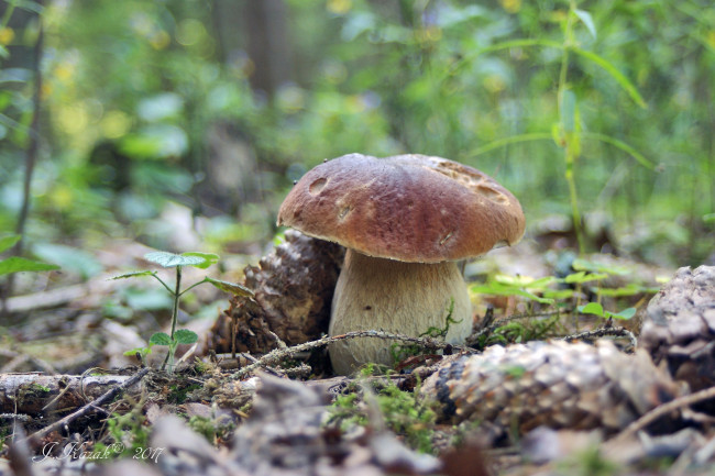 Обои картинки фото природа, грибы, лето, боровик