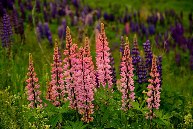 Обои картинки фото цветы, люпин, цветки, поле, природа, фиолетовый, цветение