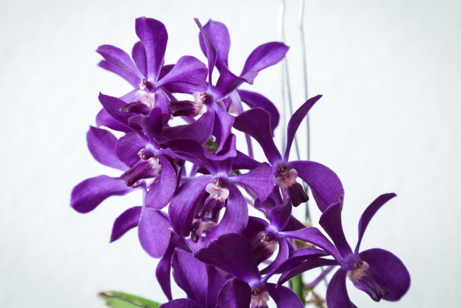 Обои картинки фото цветы, орхидеи, цветение, flowering, orchids, flowers
