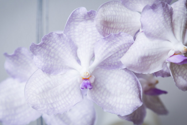 Обои картинки фото цветы, орхидеи, цветение, orchids, flowering, flowers