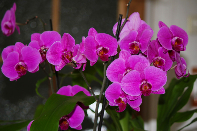 Обои картинки фото цветы, орхидеи, flowers, цветение, flowering, orchids