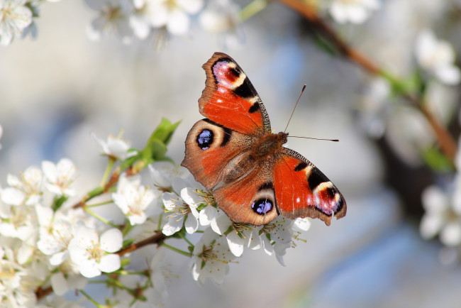 Обои картинки фото животные, бабочки,  мотыльки,  моли, сад, цветение, бабочка, красота, природа, красиво, весна