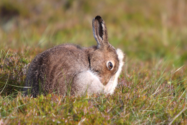 Обои картинки фото животные, кролики,  зайцы, поле, природа, цветы, трава, забавный, уши, заяц