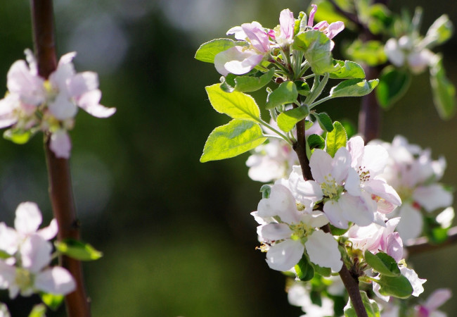 Обои картинки фото цветы, сакура,  вишня, яблони, весна