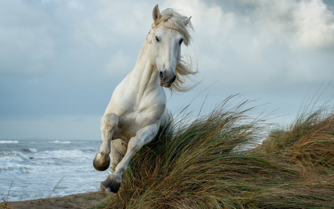 Обои картинки фото животные, лошади, лошадь, белая, трава, море
