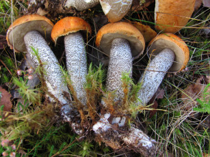 Картинка еда грибы +грибные+блюда свежие лесные подосиновики