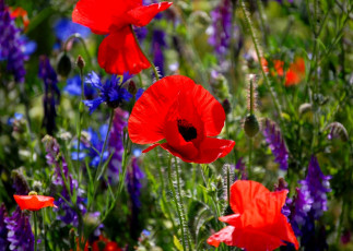 Картинка цветы луговые полевые маки васильки луг