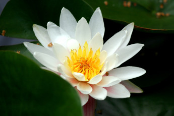 Картинка цветы лилии водяные нимфеи кувшинки белый большой