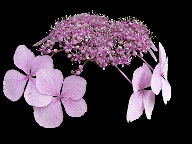 Обои картинки фото цветы, гортензия, воздушный, цветок