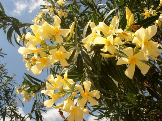 Обои картинки фото олеандр, цветы, олеандры, желтые