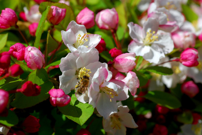 Обои картинки фото цветы, цветущие, деревья, кустарники, пчела, цветение