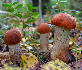 Картинка природа грибы листва