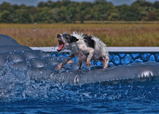 Картинка животные собаки бассейн ситуация экстрим матрас