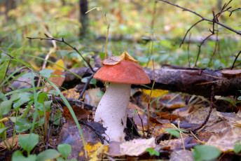 Картинка природа грибы листья подосиновик
