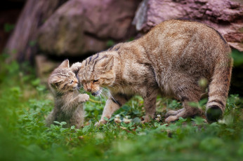 Картинка животные дикие кошки кошка материнство котёнок