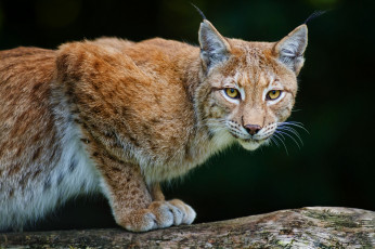 Картинка животные рыси хищник кошка lynx bobcat