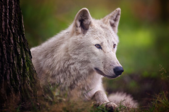 Картинка животные волки arctic wolf хищник полярный волк