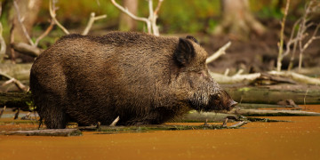 Картинка животные свиньи кабаны дикая свинья кабан вепрь