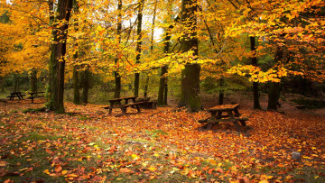 Картинка autumn природа лес листва скамейки осень