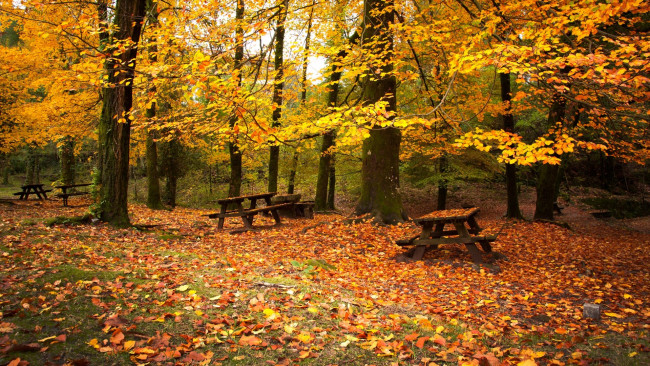 Обои картинки фото autumn, природа, лес, листва, скамейки, осень