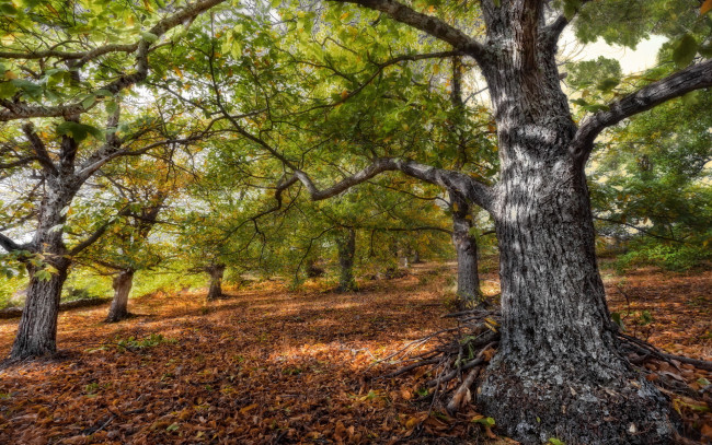 Обои картинки фото autumn, природа, деревья, дерево, осень, лес, листва