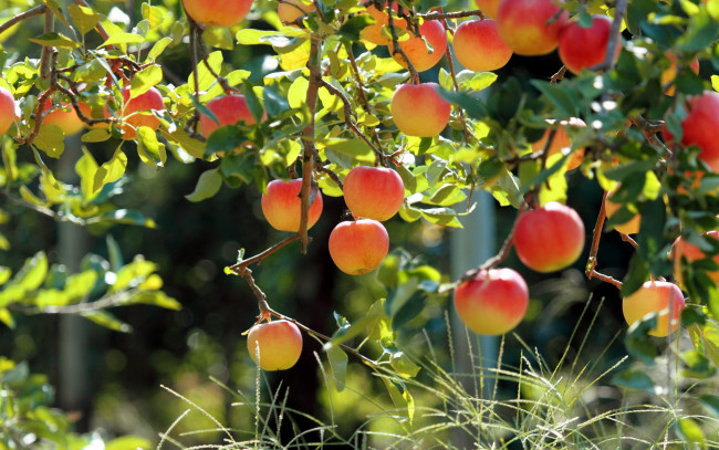 Обои картинки фото природа, плоды, яблоня, яблоки