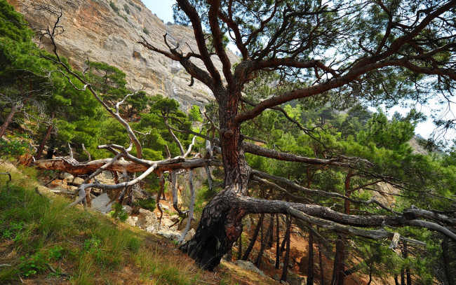 Обои картинки фото tree, on, hill, slope, природа, деревья, дерево, склон, скалы, горы