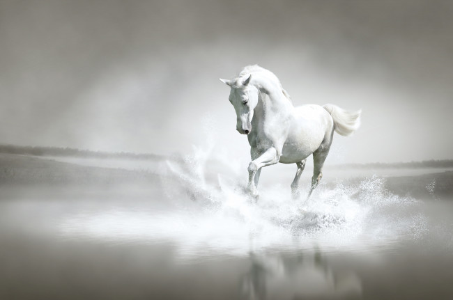 Обои картинки фото рисованные, животные, лошади, берег, река, вода, лошадь, брызги, бег