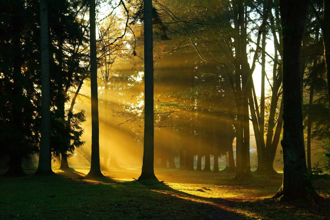 Обои картинки фото beautiful, forest, природа, лес, стволы, свет
