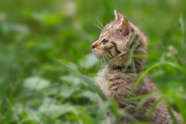 Обои картинки фото животные, дикие, кошки, котёнок, трава