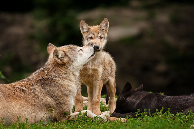 Обои картинки фото животные, волки, хищники, семейка, волчонок