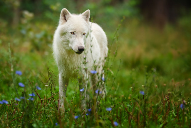 Обои картинки фото животные, волки, полярный, волк, arctic, wolf