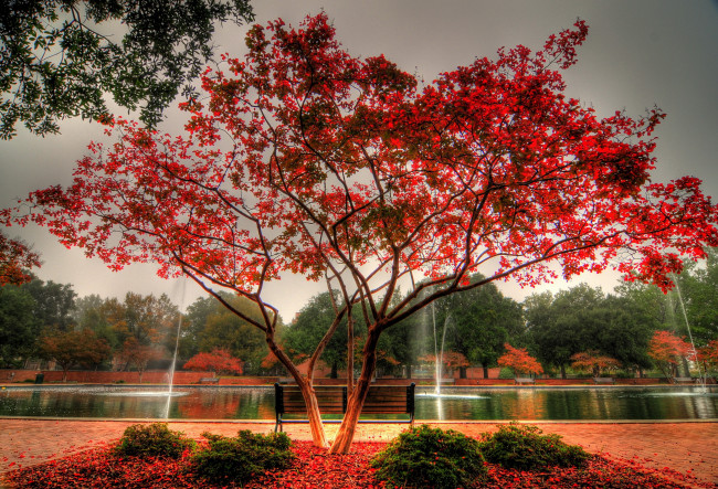 Обои картинки фото beautyful, autumn, природа, парк, краски, осень, дерево, пруд