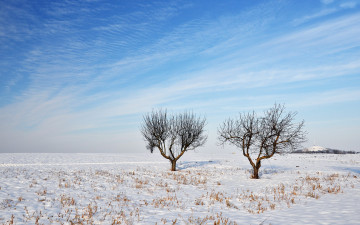 Картинка природа зима поле снег деревья