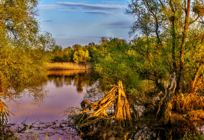 Обои картинки фото природа, реки, озера, лес, река, тростник, заводь, заросли, коряги