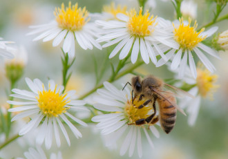 Картинка животные пчелы +осы +шмели собирает пыльцу пчела белые цветы