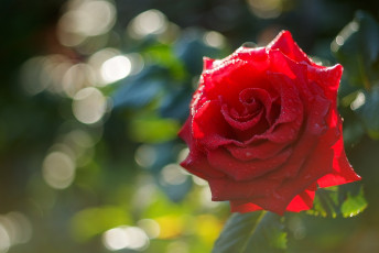 Картинка цветы розы красная роза макро