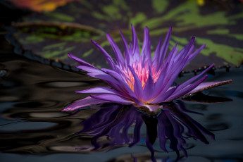 Картинка цветы лилии+водяные +нимфеи +кувшинки цветение лепестки листья фиолетовая водоем водяная кувшинка