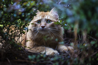 Картинка животные коты взгляд рыжий кот кусты трава