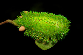 Картинка животные гусеницы яркая itchydogimages шипастая гусеница лист листик макро чёрный фон зелёная