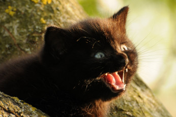 Картинка животные коты испуг котёнок малыш на дереве страх