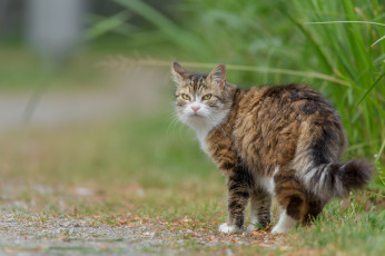 Картинка животные коты взгляд пушистая трава кот кошка