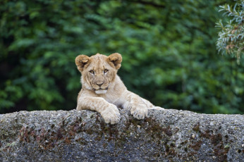 Картинка животные львы взгляд окрас лев камень
