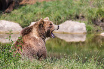 Картинка животные медведи трава бавария европейский бурый медведь заповедник поинг водоем лето