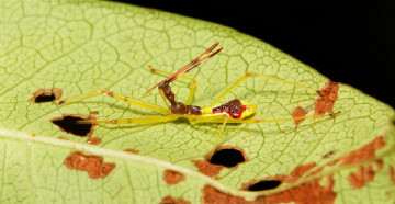 Картинка животные насекомые itchydogimages насекомое лист листик макро