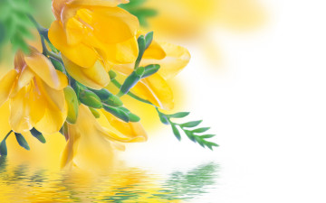 Картинка цветы фрезия отражение вода цветение лепестки бутоны желтая