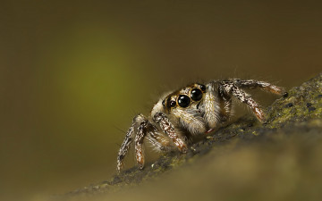 Картинка животные пауки прыгун джампер паук фон