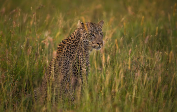 Картинка животные леопарды леопард кошка саванна