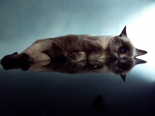 Обои картинки фото животные, коты, кошка, отражение, отдых
