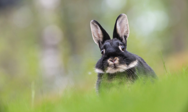 Обои картинки фото животные, кролики,  зайцы, мордочка, уши